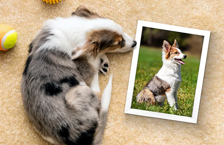 Framed Photo Prints by Printerpix|Framed Photo Prints|Framed Photo Prints|Framed Photo Prints|Framed Photo Prints|Framed Photo Prints|||||