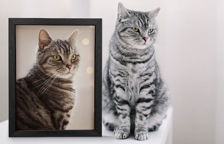 Framed Photo Prints